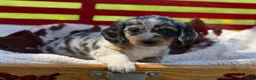Miniature Dachshund dogs for sale: Beau - Ad 8