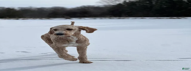 Archie