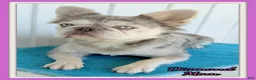 French Bulldog dogs for sale: Dakota Male AKC Fluffy French Bulldog - Ad 22