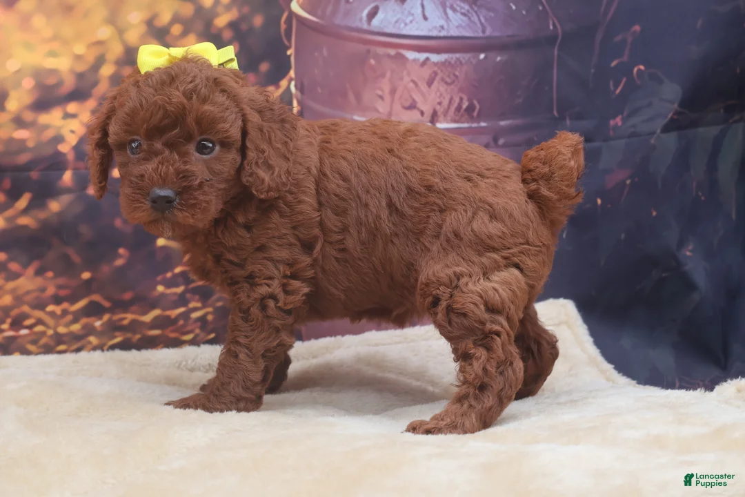 Miniature Poodle dogs for sale: Ember - Ad 2