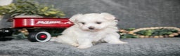 Maltese dogs for sale: Stella - Ad 3