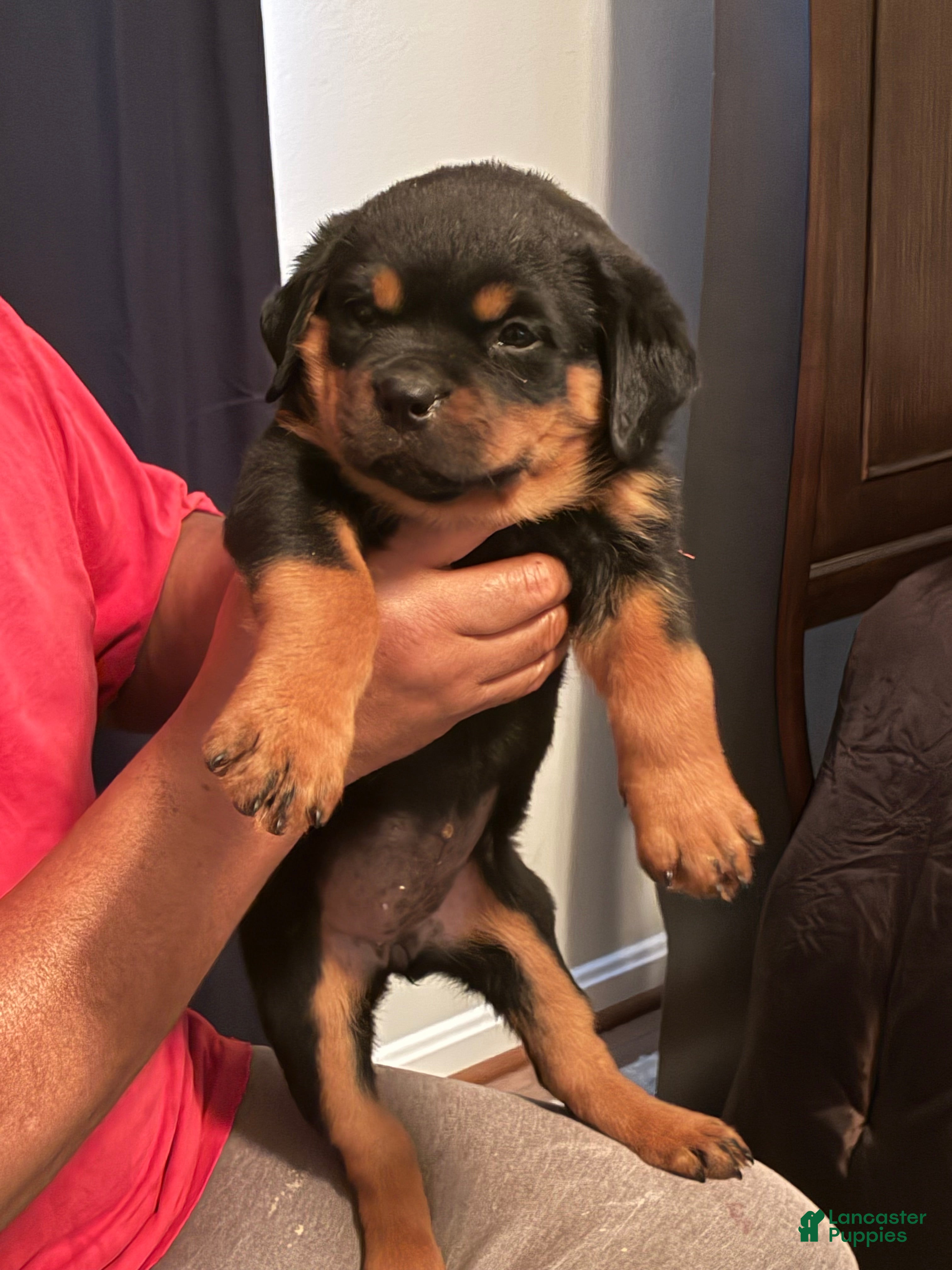 Rottweiler dogs for sale: Rottweiler 3 - Ad 2