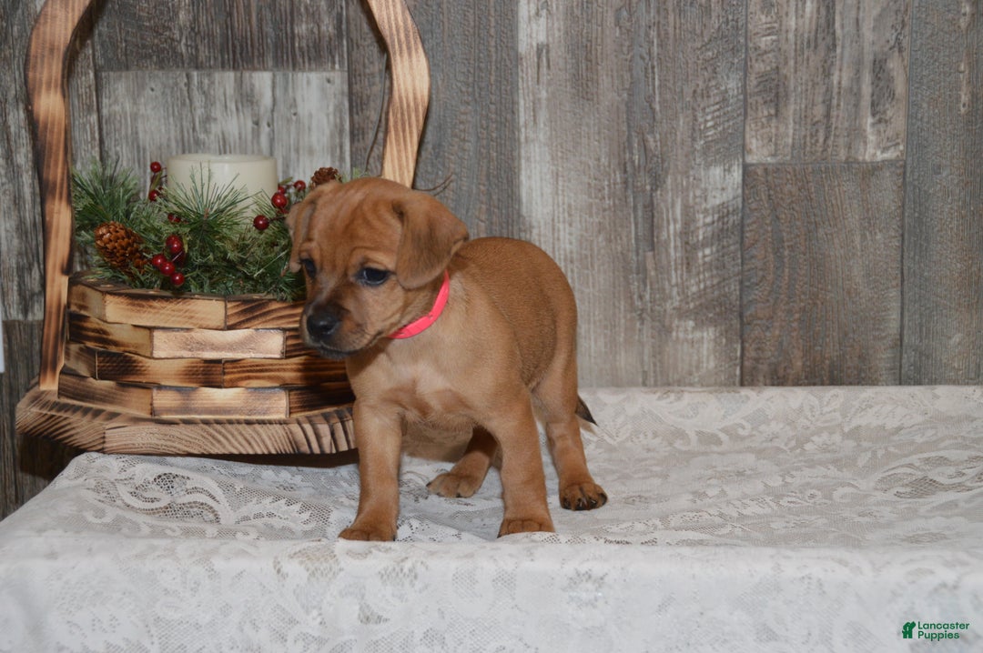 Jug dogs for sale: Abby - Ad 5