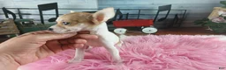 Chihuahua dogs for sale: Micro teacup white fawn girl. Hand Delivery  - Ad 4