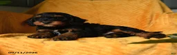 Cavapoo dogs for sale: Crandle - Ad 5