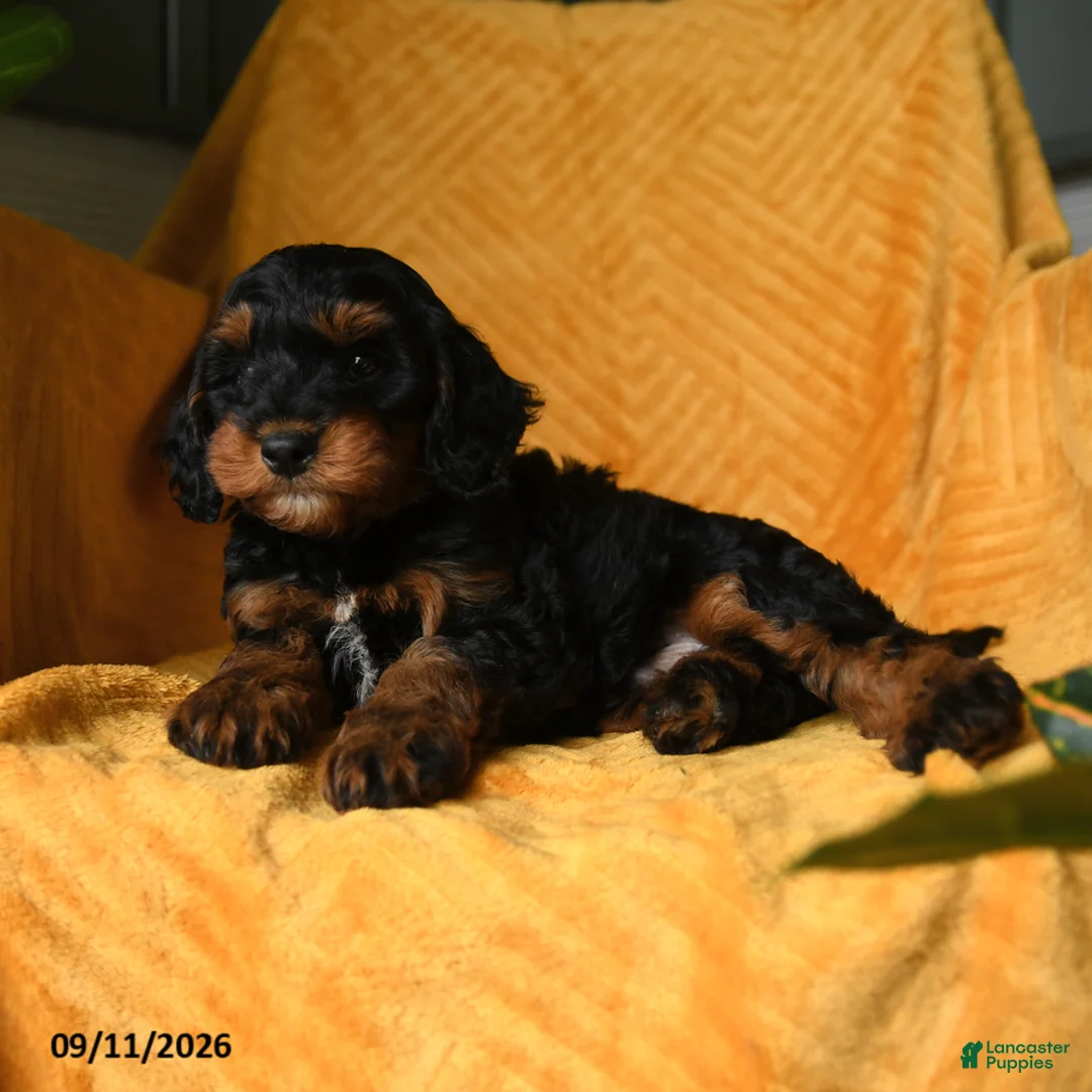 Cavapoo dogs for sale: Crandle - Ad 5