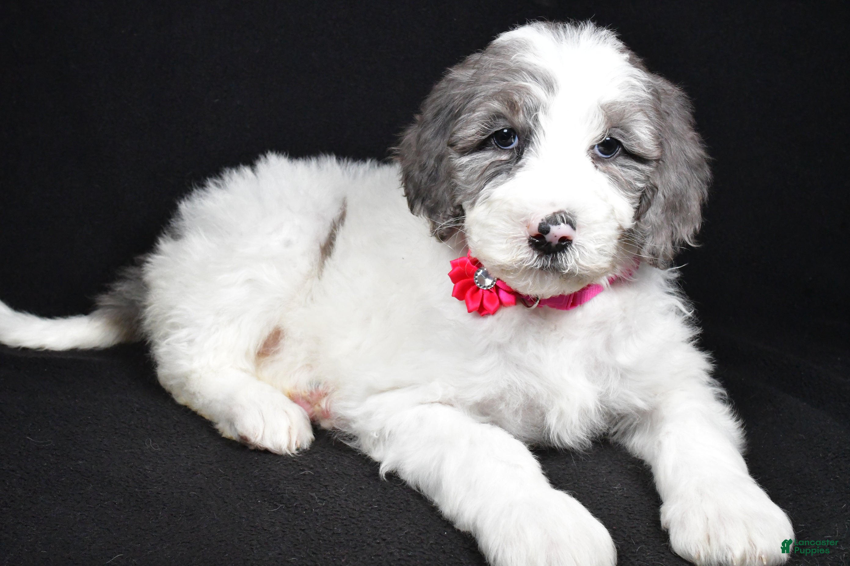 Sheepadoodle dogs Marsha - Ad 25