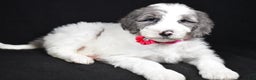 Sheepadoodle dogs for sale: Marsha - Ad 1