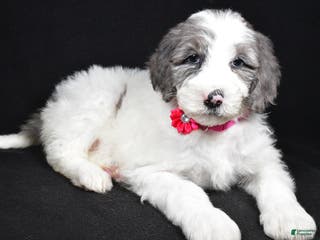 Sheepadoodle dogs Marsha - Ad 25