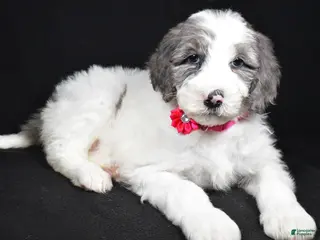Sheepadoodle dogs Marsha - Ad 21