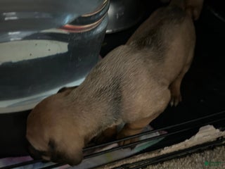 Rhodesian Ridgeback dogs Rhodesian Ridgeback Puppy 4 - Ad 26