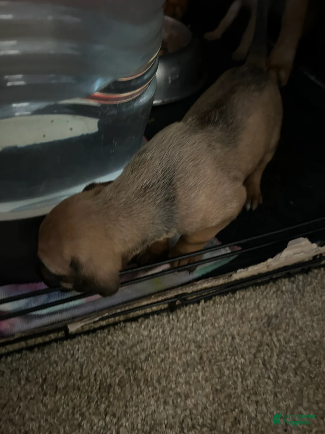 Rhodesian Ridgeback dogs for sale: Rhodesian Ridgeback Puppy 1 sky blue collar - Ad 14