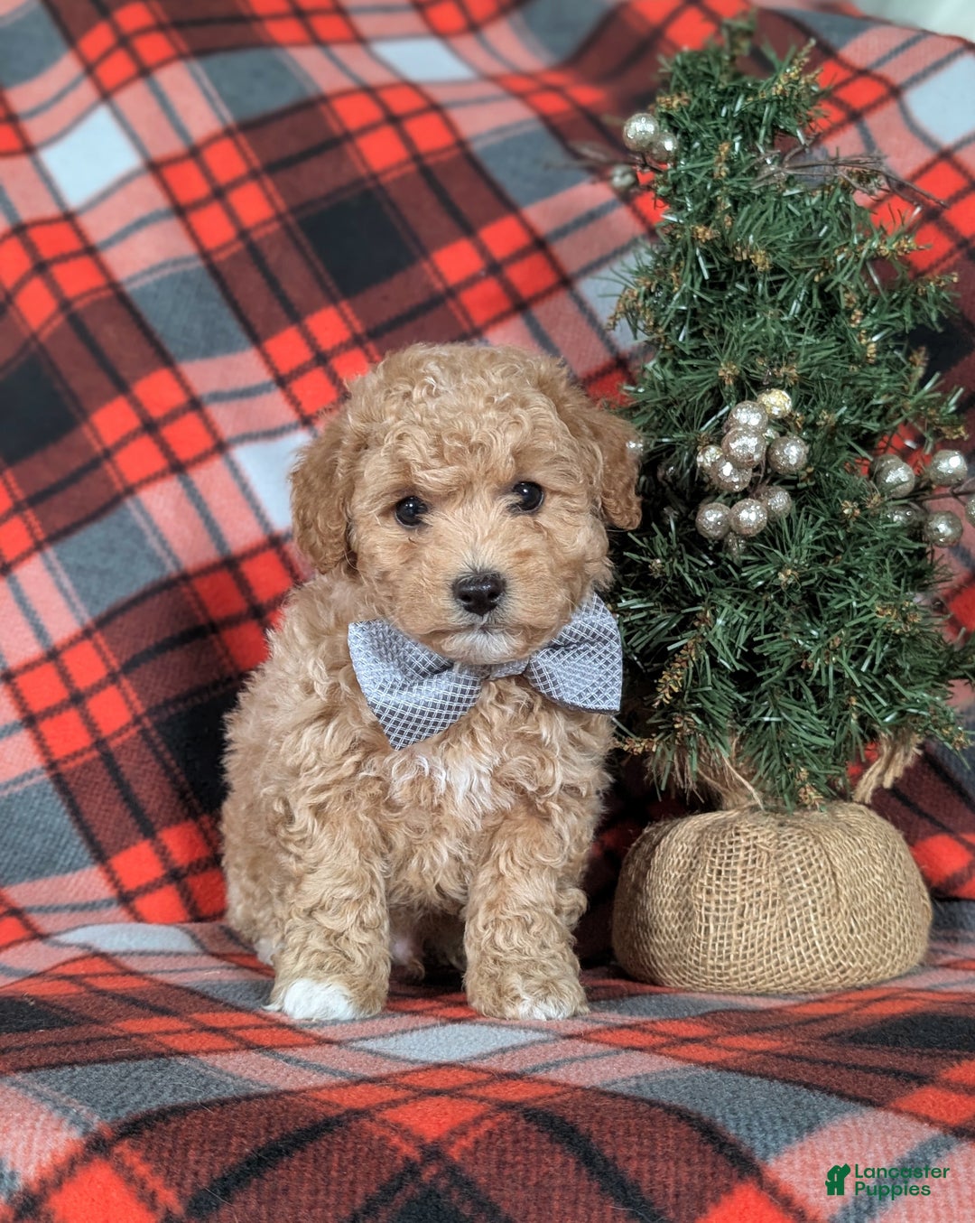 Havapoo dogs for sale: Bigsby Ready for Christmas! - Ad 4