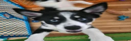 Pomsky dogs for sale: Pomsky 2 - Ad 3