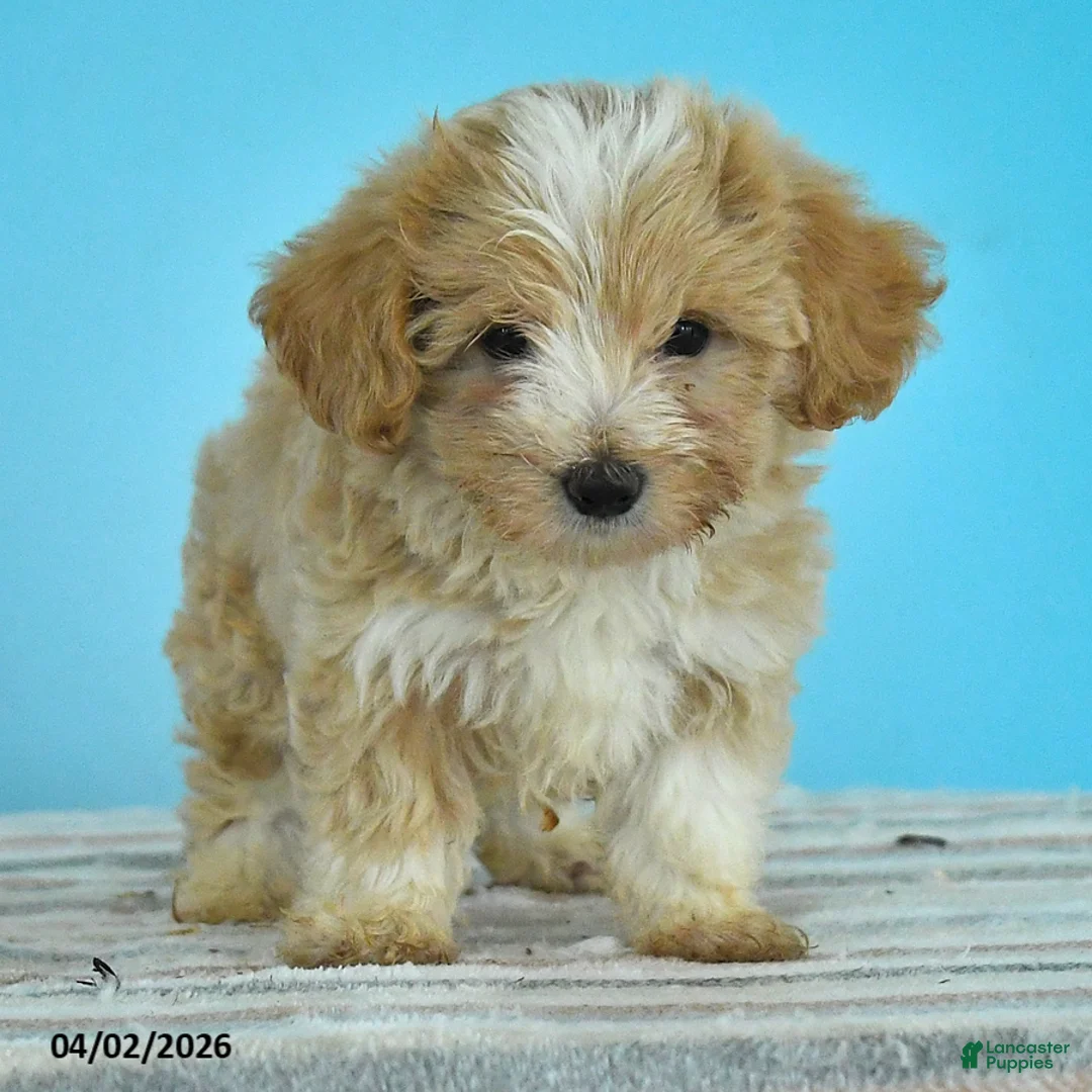 Maltipoo dogs for sale: Lacey - Ad 2
