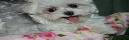 Maltese dogs for sale: Fannie - Ad 8