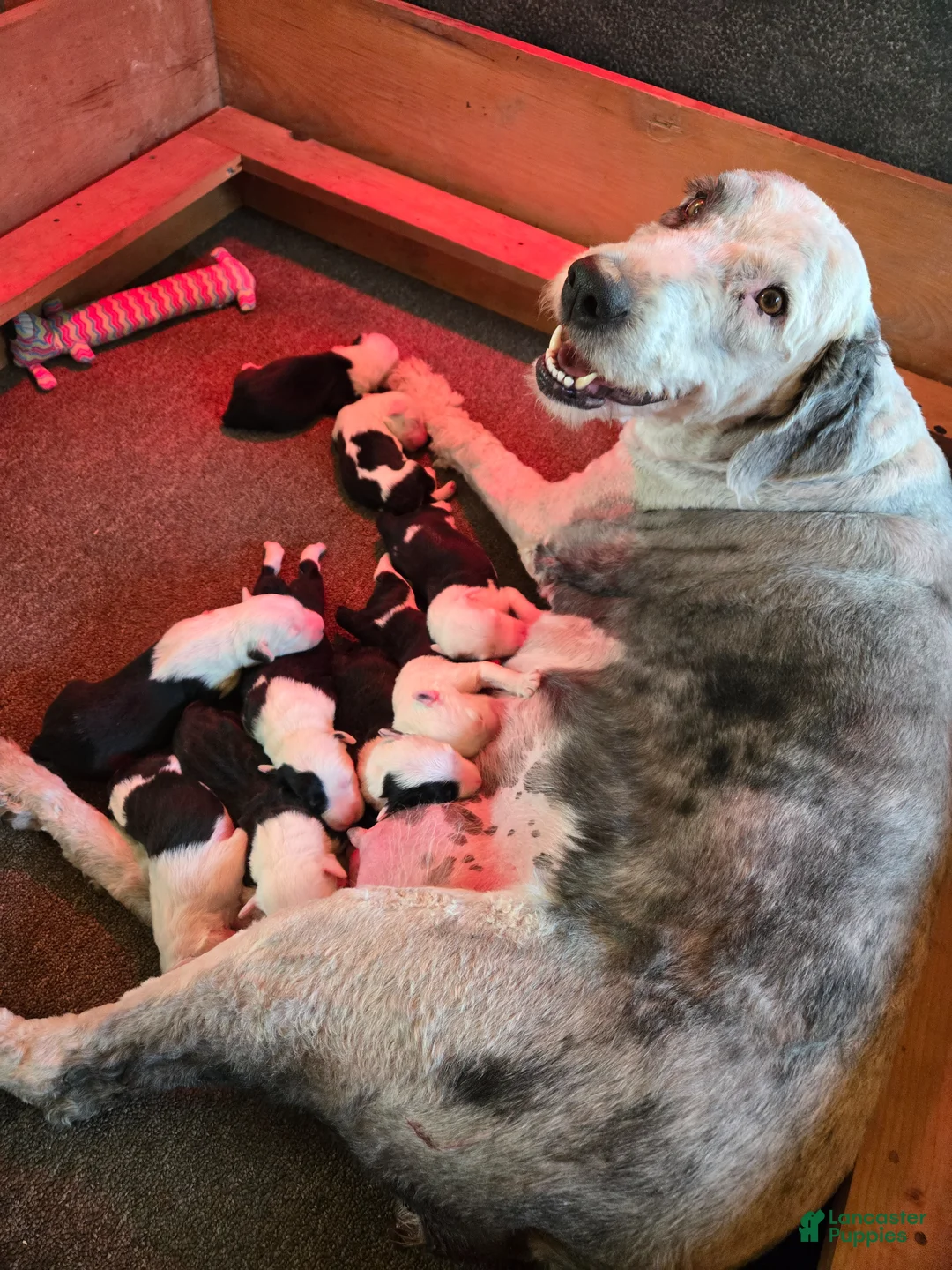Old English Sheepdog dogs for sale: Duke  - Ad 2