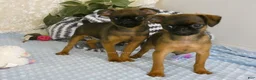 Brussels Griffon dogs for sale: Ollie - Ad 8