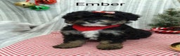 Mini Bernedoodle dogs for sale: Ember - Ad 5