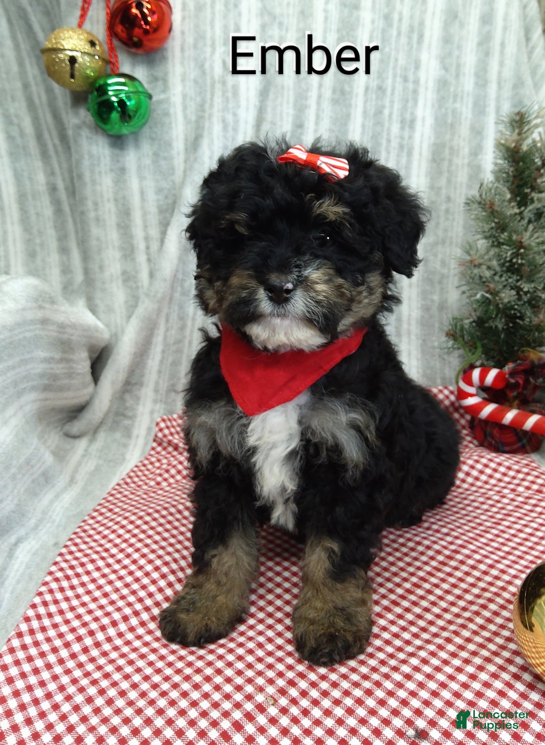 Mini Bernedoodle dogs for sale: Ember - Ad 5