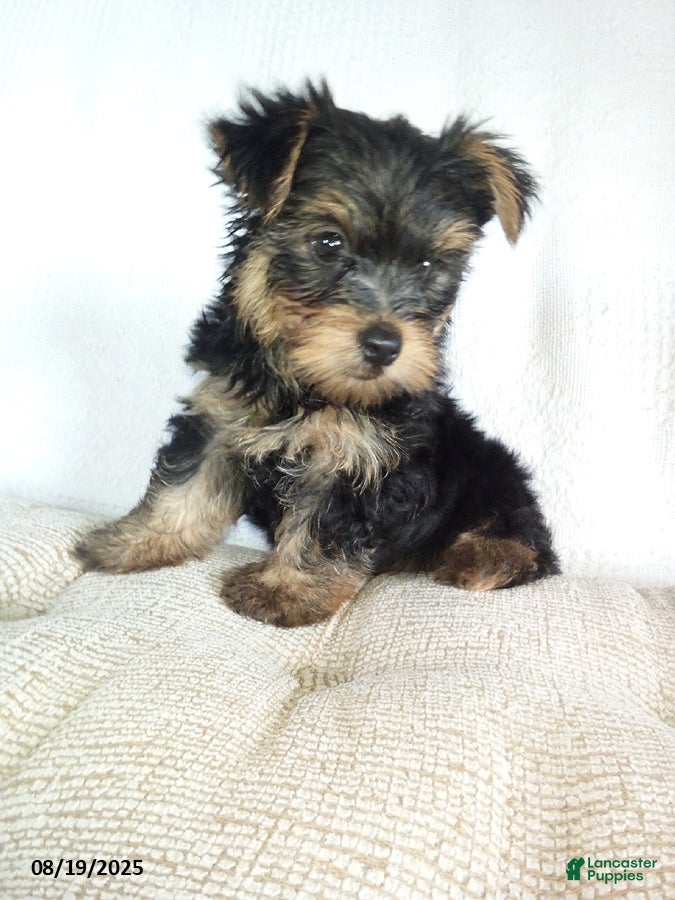Dog Names Female Yorkshire Terrier Puppies For Sale Cute Small Dog