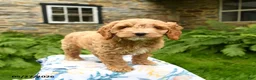 Cockapoo dogs for sale: Dobby - Ad 4