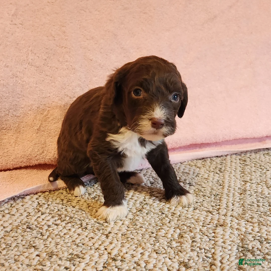 Portuguese Water Dog dogs for sale: Willow - Ad 4