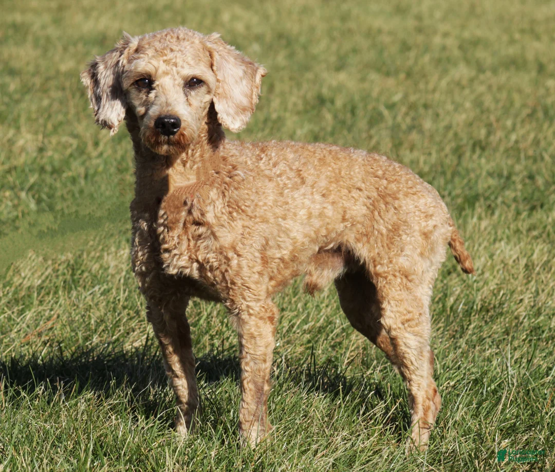 Mini Goldendoodle dogs for sale: Christa - Ad 7