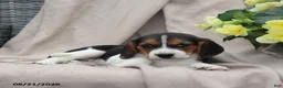 Beagle dogs for sale: Remi - Ad 6