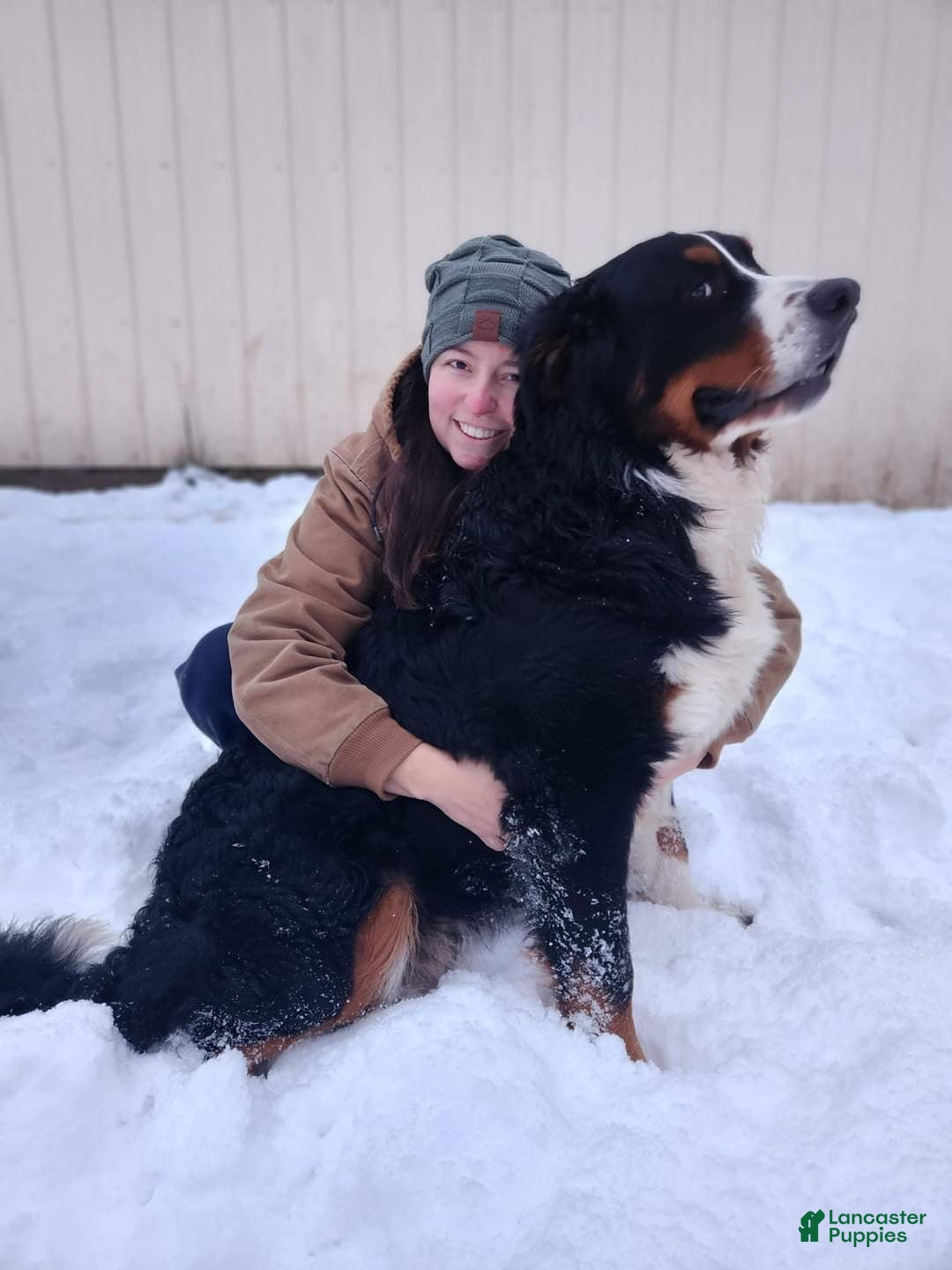 Bernese Mountain Dog dogs for sale: Laurel - Ad 9