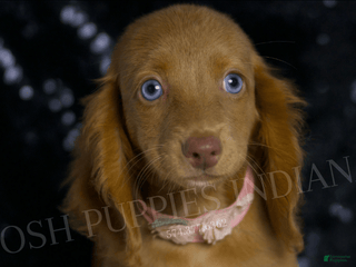 Miniature Dachshund dogs - Ad 35