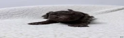 Lagotto Romagnolo dogs for sale: Magali - Ad 4
