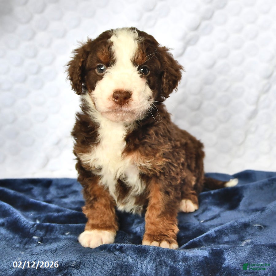 Mini Bernedoodle dogs Cyrus - Ad 13