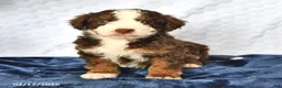 Mini Bernedoodle dogs for sale: Cyrus - Ad 1