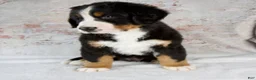 Bernese Mountain Dog dogs for sale: Rover - Ad 6