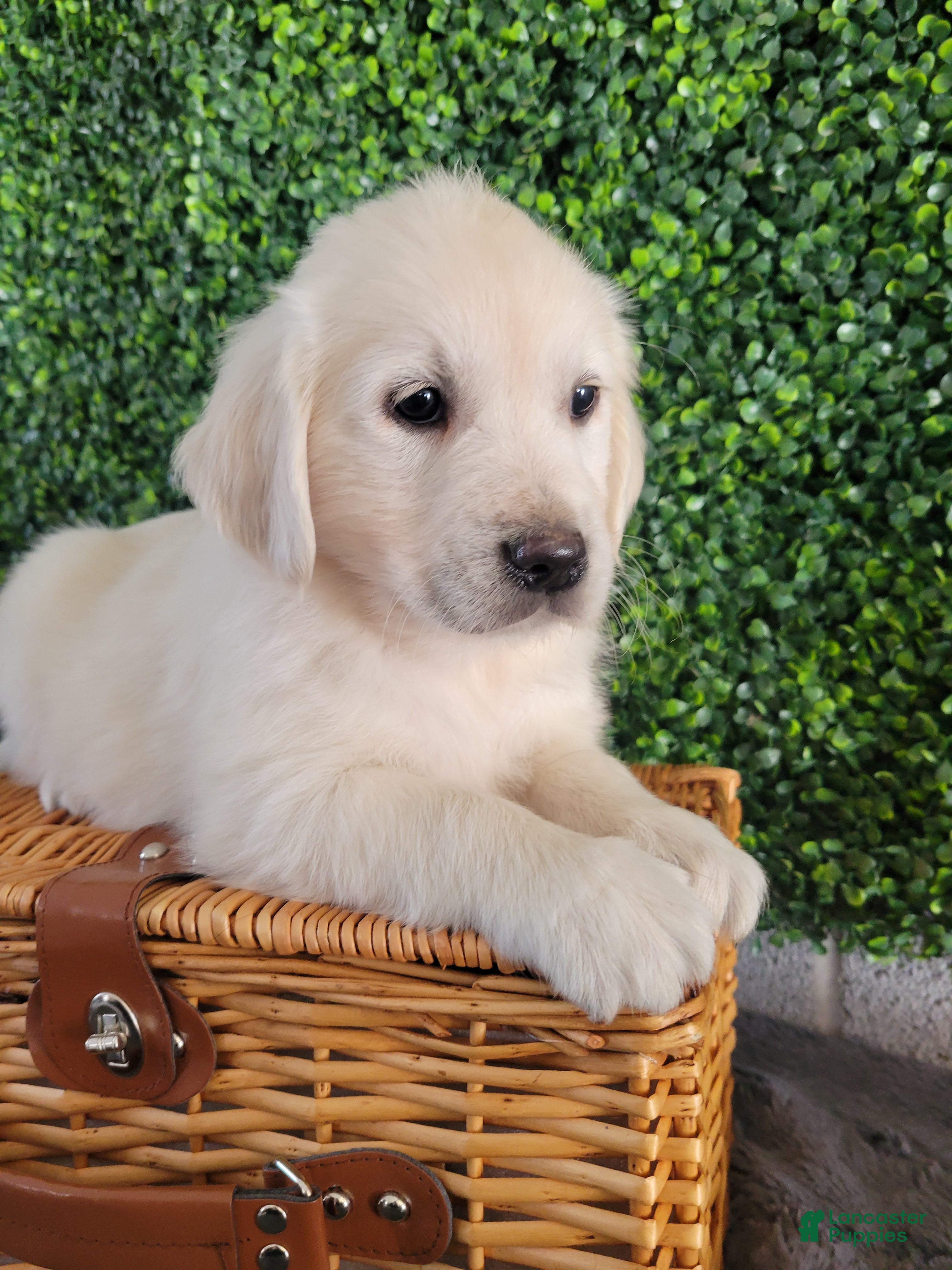 Golden Retriever dogs Roxy - Ad 2