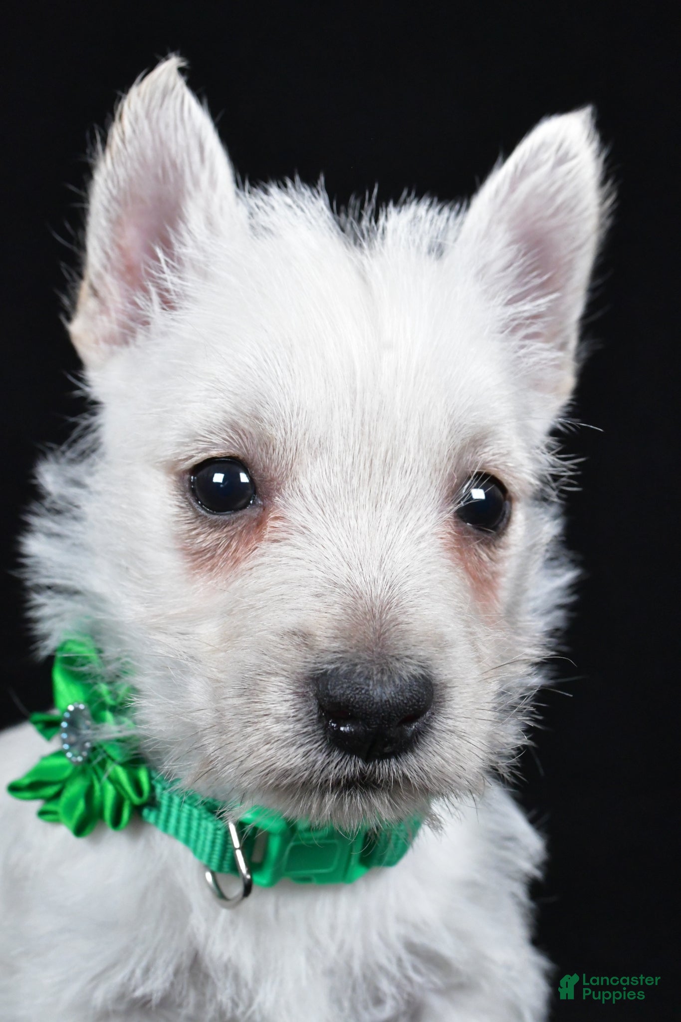 West Highland Terrier dogs Lila - Ad 2