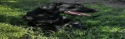 Labrador Retriever dogs for sale: Labrador Retriever 6 - Ad 3