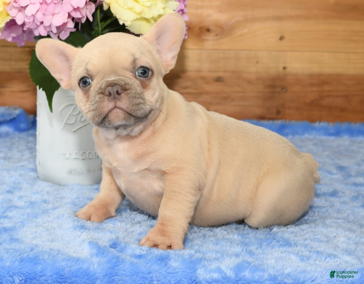 French Bulldog dogs Beauty - Ad 6