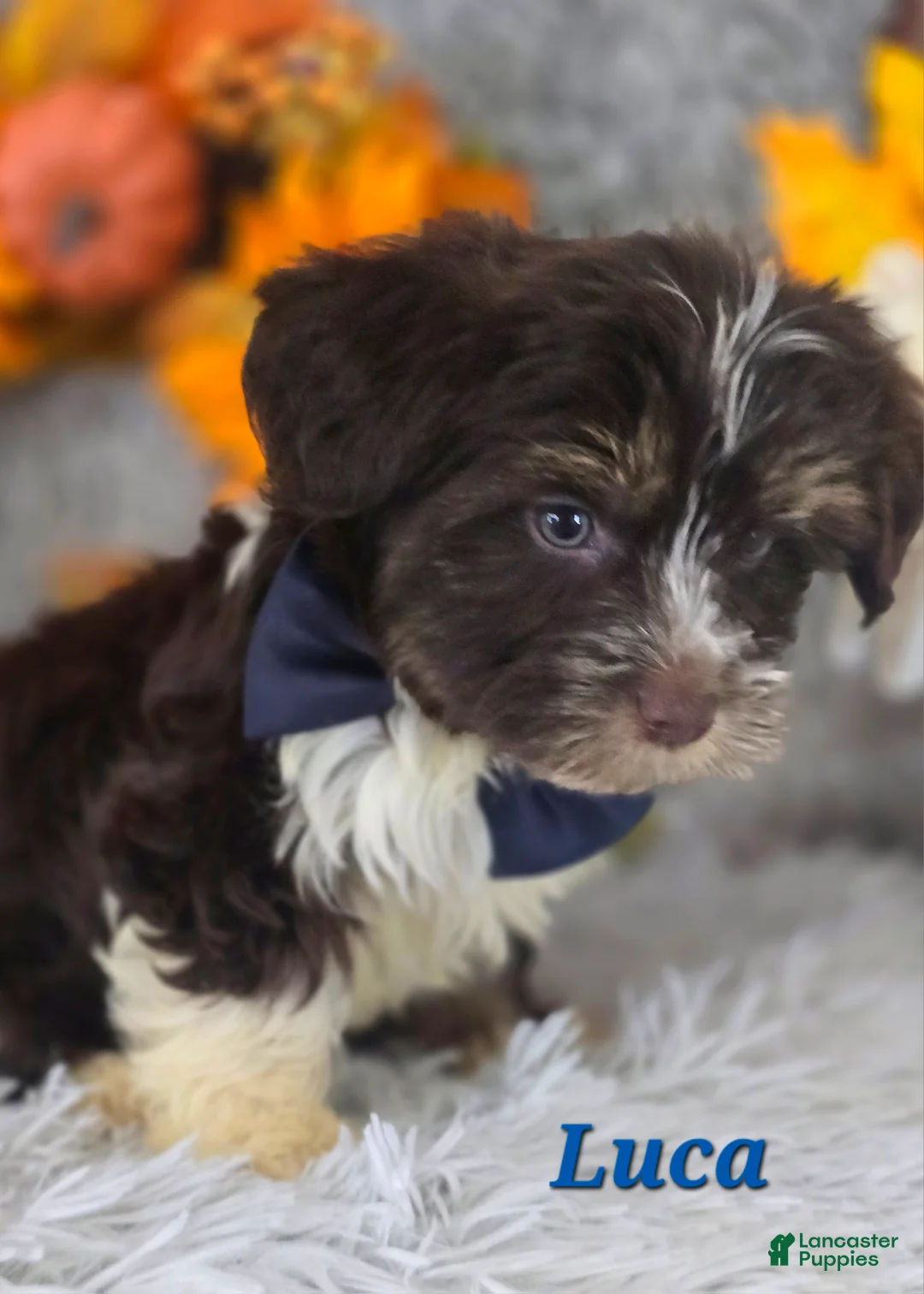 Yorkshire Terrier dogs for sale: Luca - Ad 3
