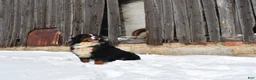 Bernese Mountain Dog dogs for sale: Bernese Mountain Dog Puppy 4 - Ad 5