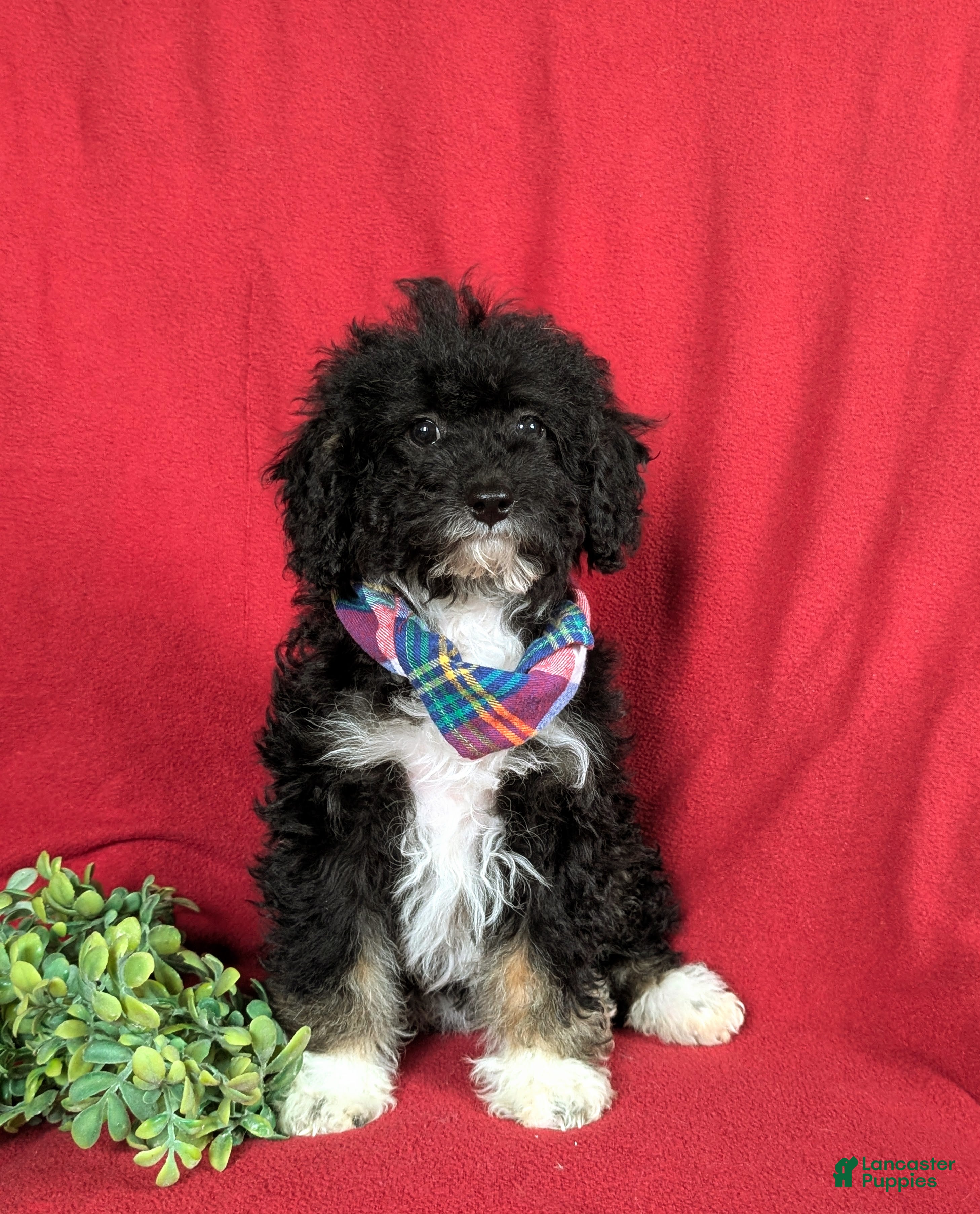 Mini Bernedoodle dogs Abram Hypoallergenic - Ad 2