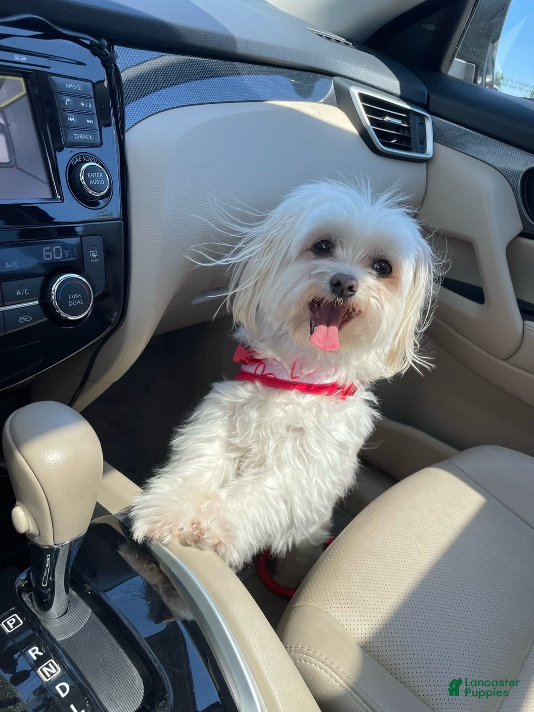 Mixed Breed dogs for sale: Mixed Breed Puppy 3 - Ad 1