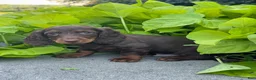 Miniature Dachshund dogs for sale: Diesel - Ad 5