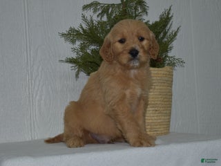 Goldendoodle dogs Baxter - Ad 15