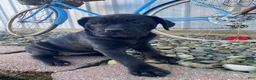 Cane Corso dogs for sale: Jessica - Ad 6