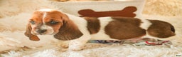 Basset Hound dogs for sale: Atticus - Ad 5