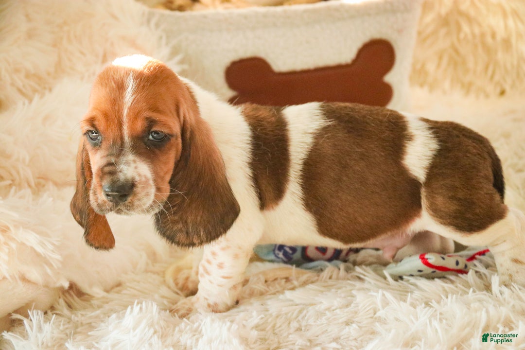 Basset Hound dogs for sale: Atticus - Ad 5
