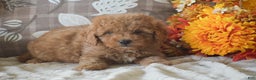 Cavapoo dogs for sale: Rosie - Ad 4