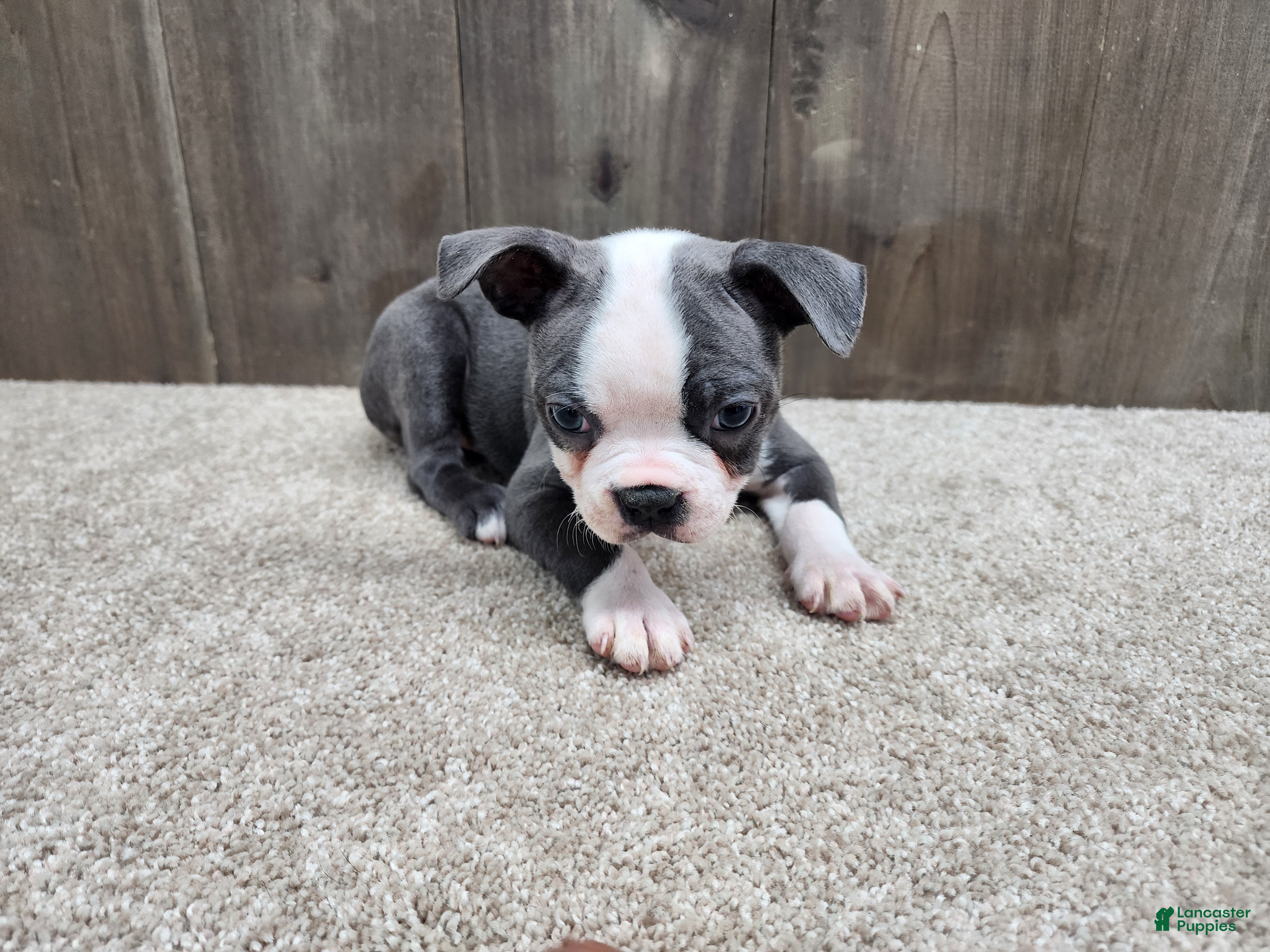 Boston Terrier dogs Boston Terrier Puppy 3 - Ad 2